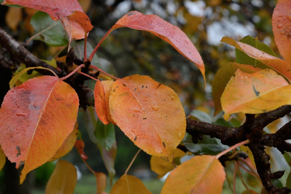 red and green leaves in tilt shift lens