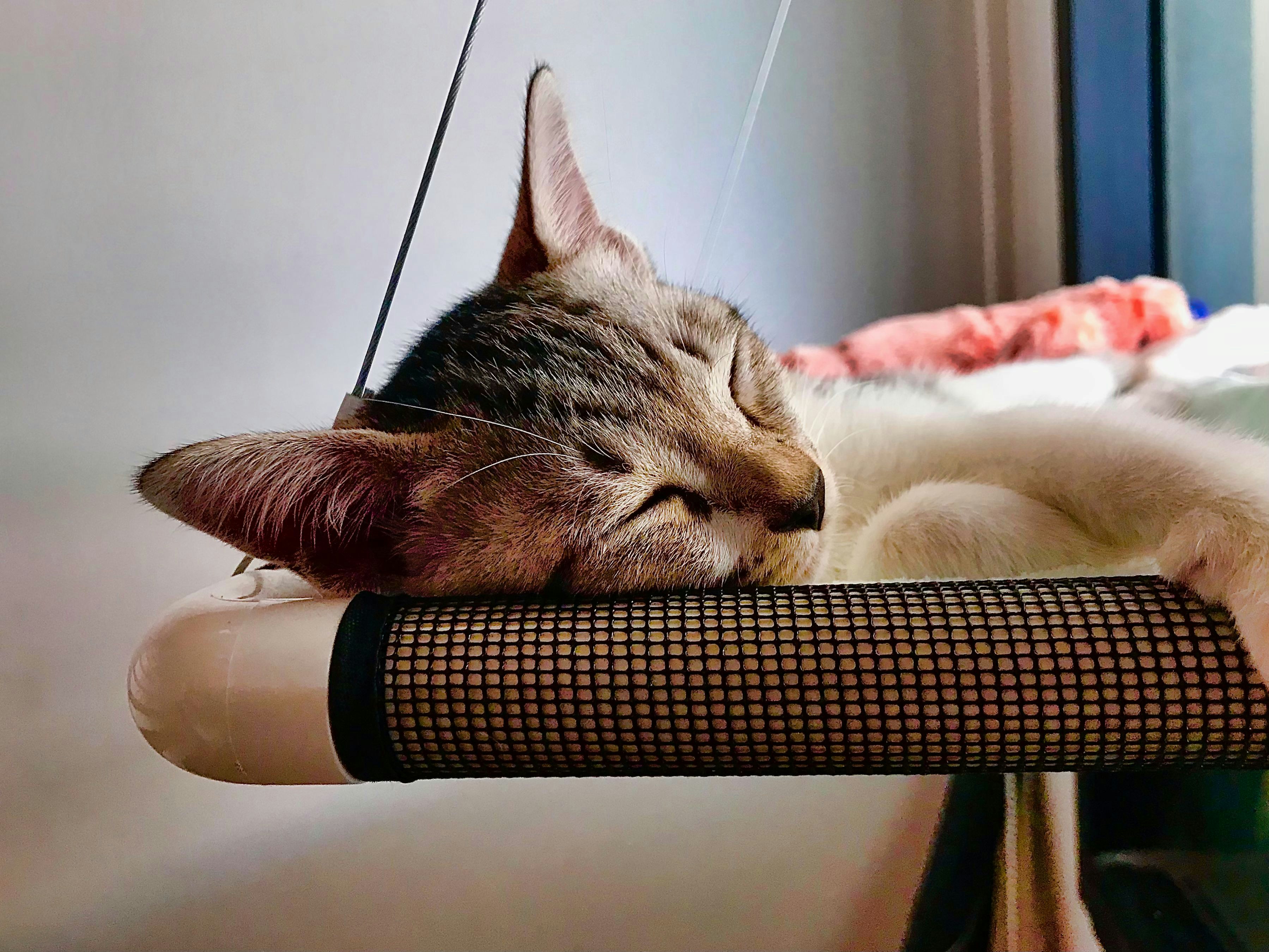 silver tabby cat lying on white textile