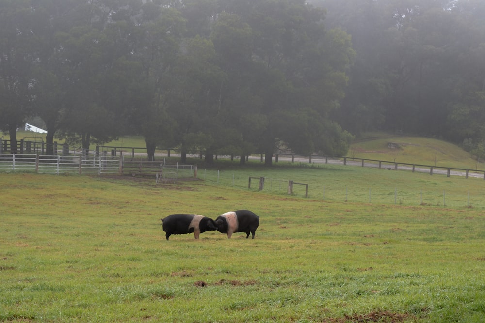 black and white cow on green grass field during daytime