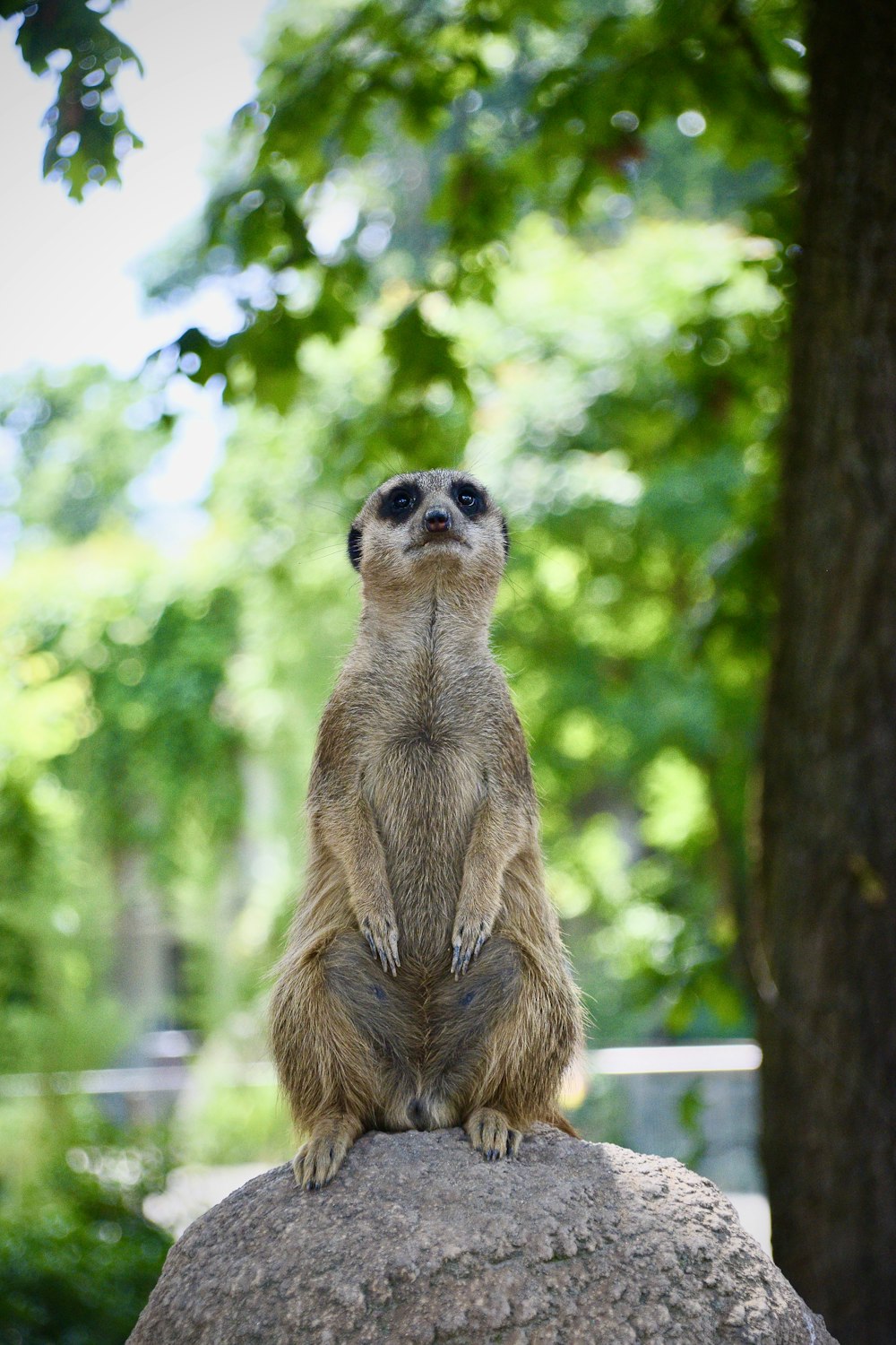 brown and white meerkat standing on brown wooden fence during daytime