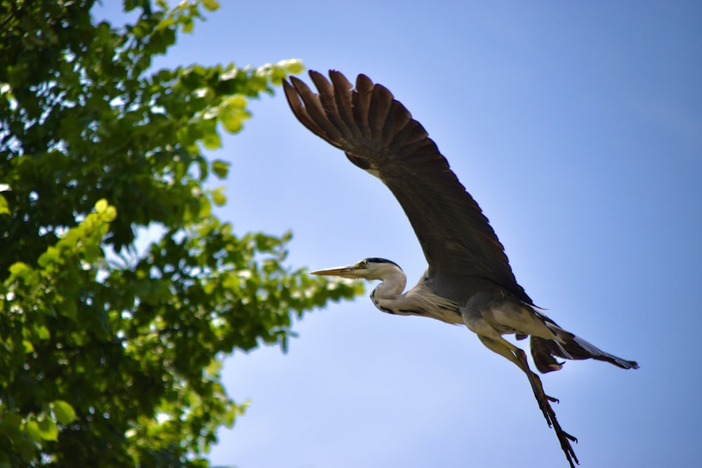 white stork flying during daytime