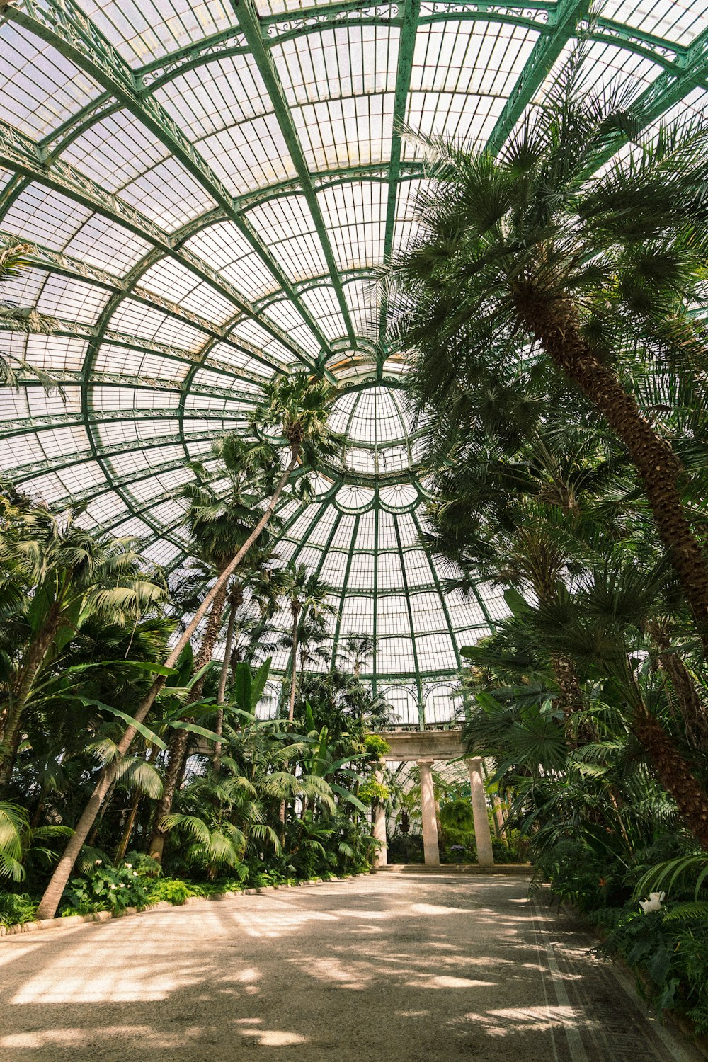 green leaf tree inside greenhouse