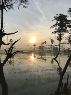 A serene sunrise over the terraced rice paddies of Ubud, Bali