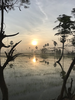 A serene sunrise over terraced rice fields in Bali, with a lone traveler admiring the view.