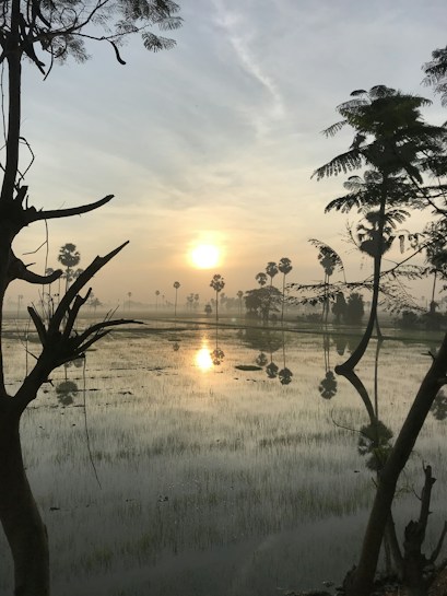 A tranquil landscape of a sunrise over flooded rice paddies, with silhouettes of tall trees and calm reflections on the water. The sky is softly lit with morning hues.