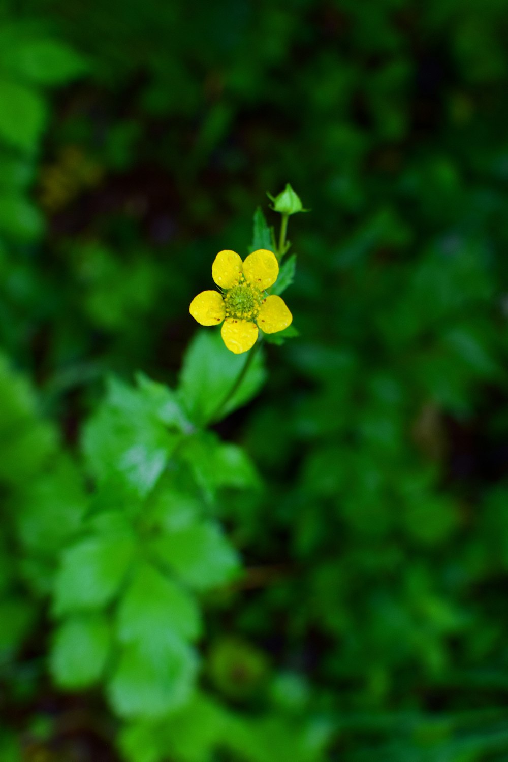 yellow 5 petaled flower in bloom during daytime