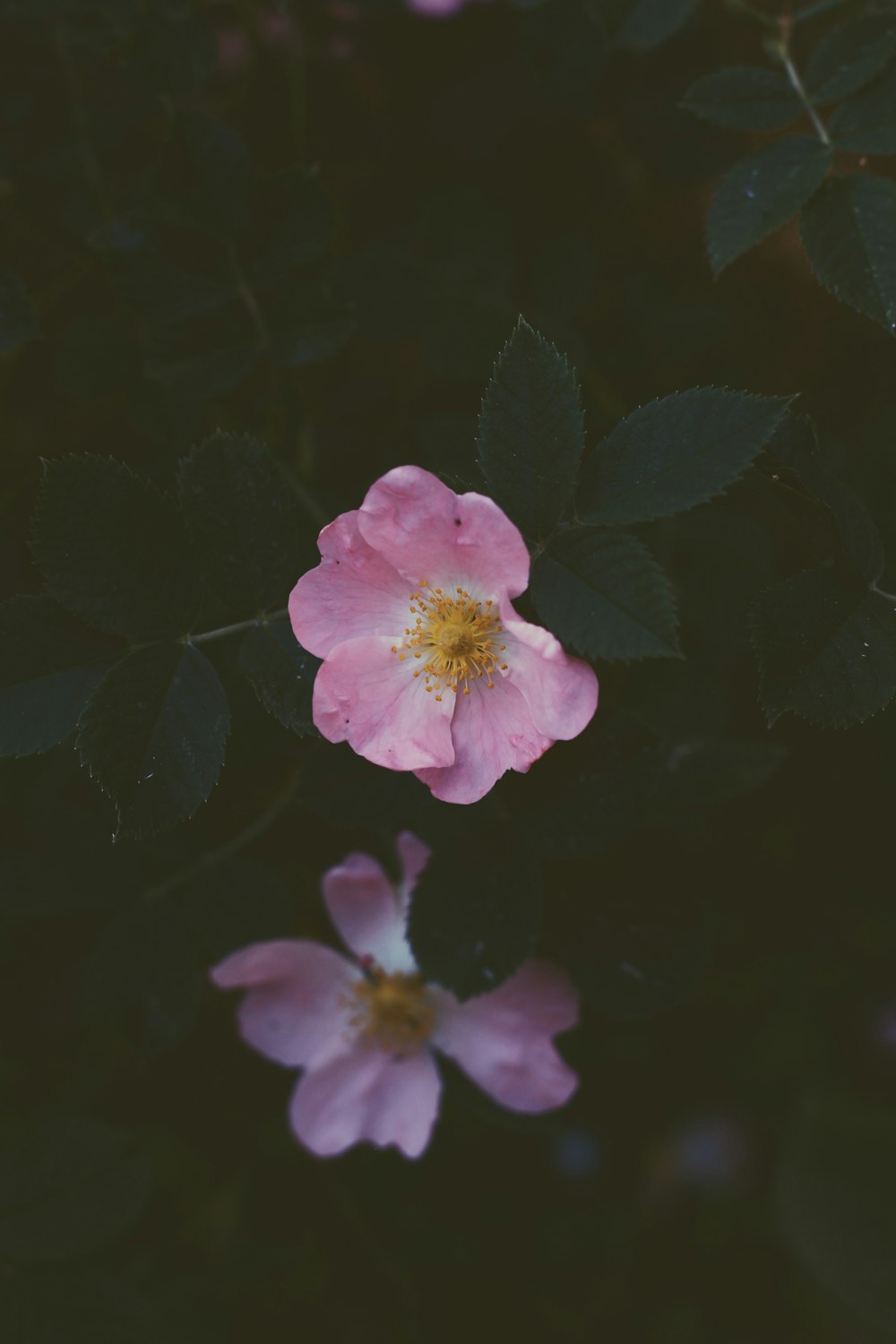 pink and white flower in black background