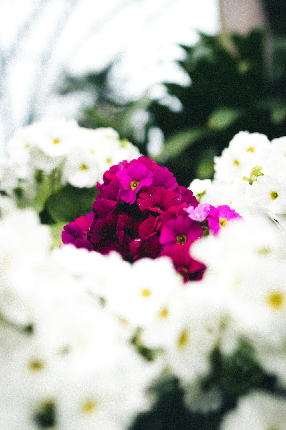 white and purple flowers in tilt shift lens