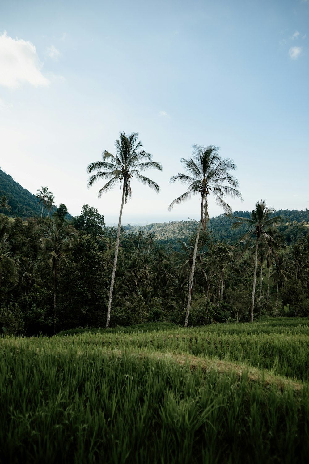 green palm trees on green grass field near mountain under blue sky during daytime