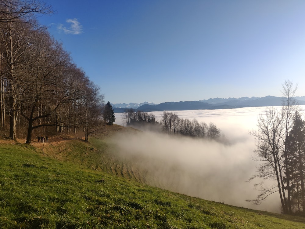 green grass field with trees and fog