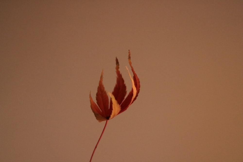 brown and red leaf on brown background