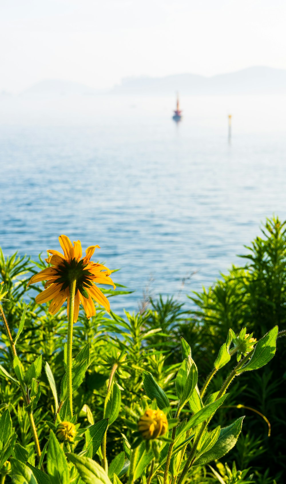 fleur jaune près d’un plan d’eau pendant la journée