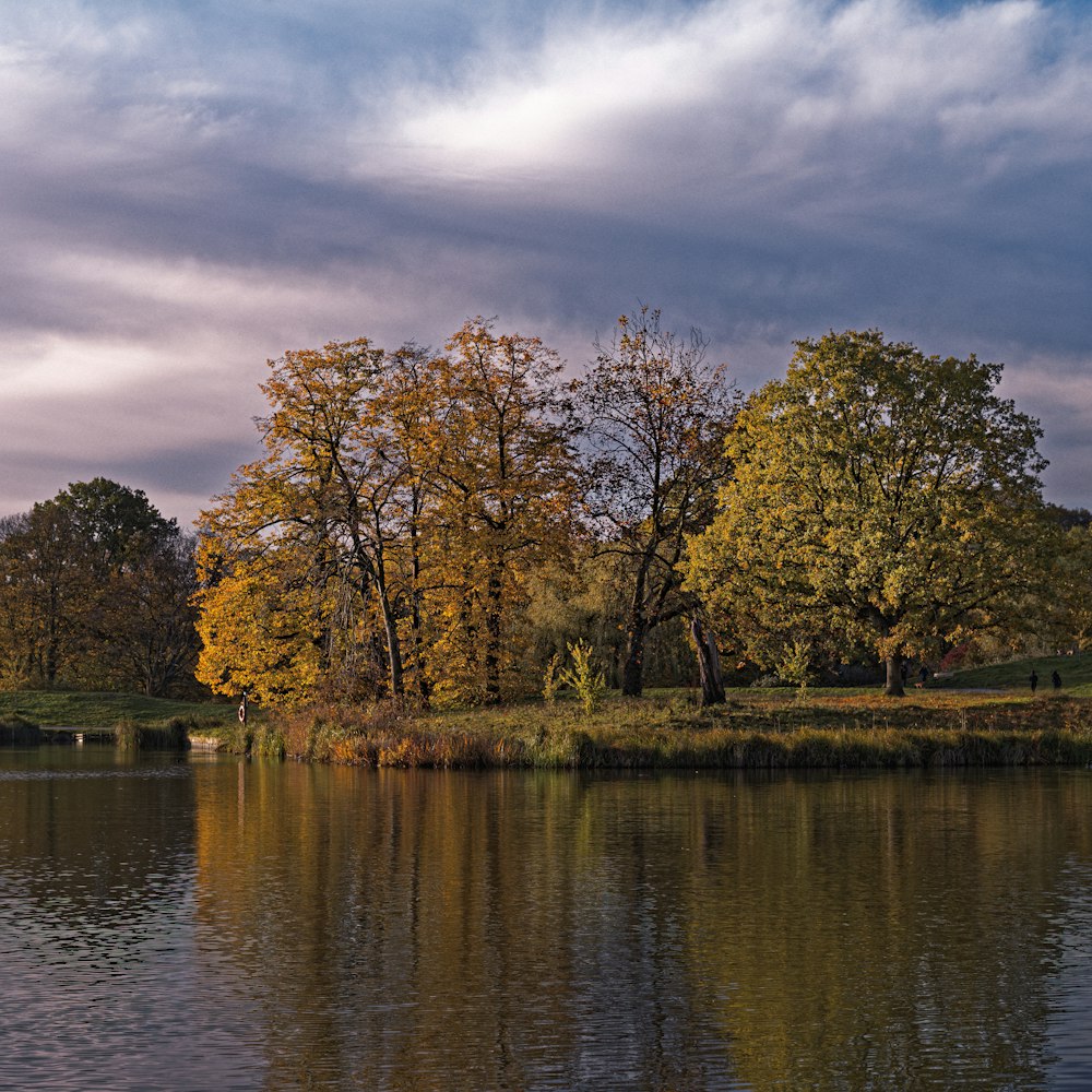 green and brown trees beside river under cloudy sky during daytime