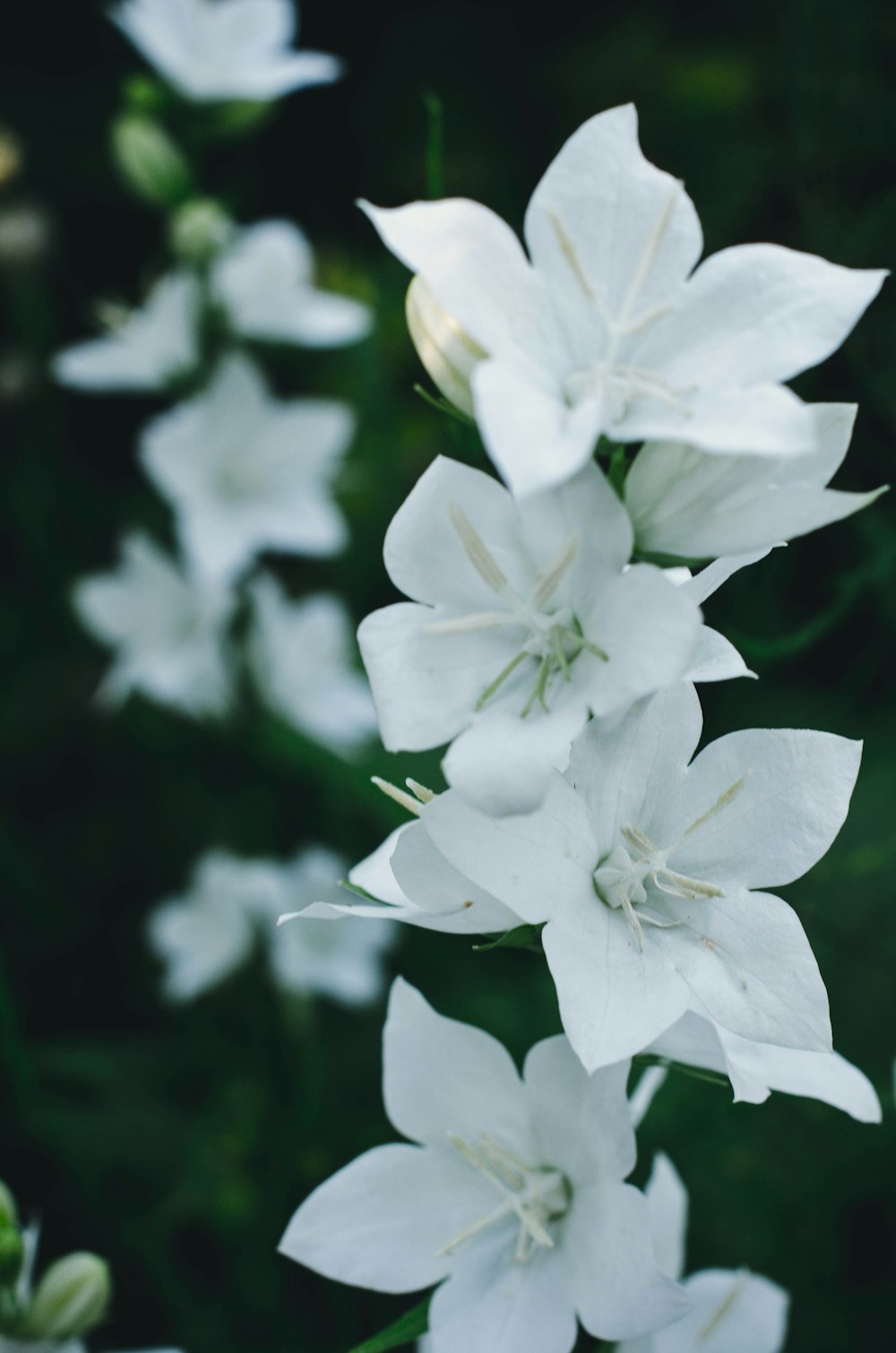 white flower in tilt shift lens