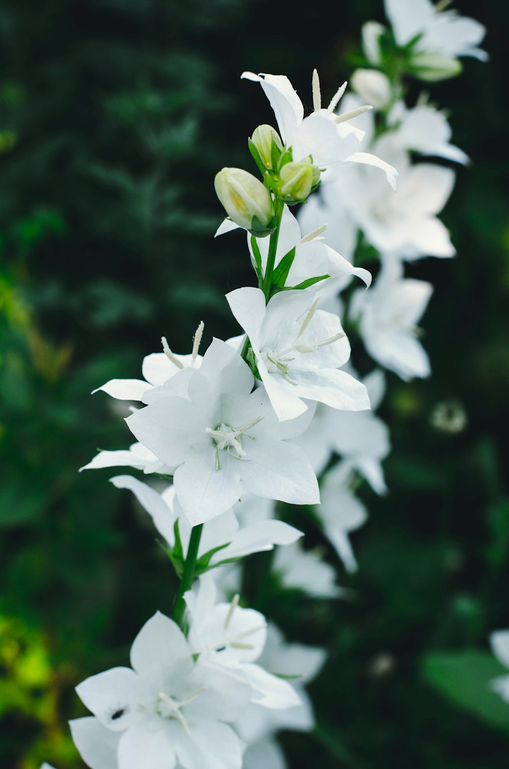 white flower in tilt shift lens