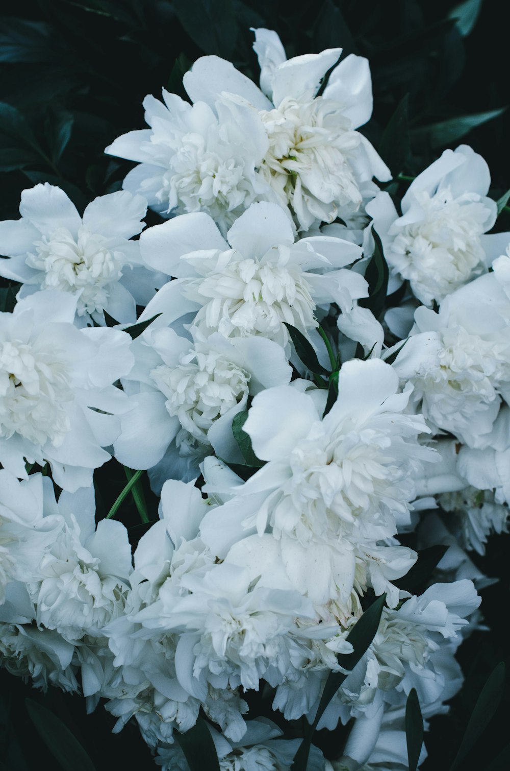 white flowers with green leaves