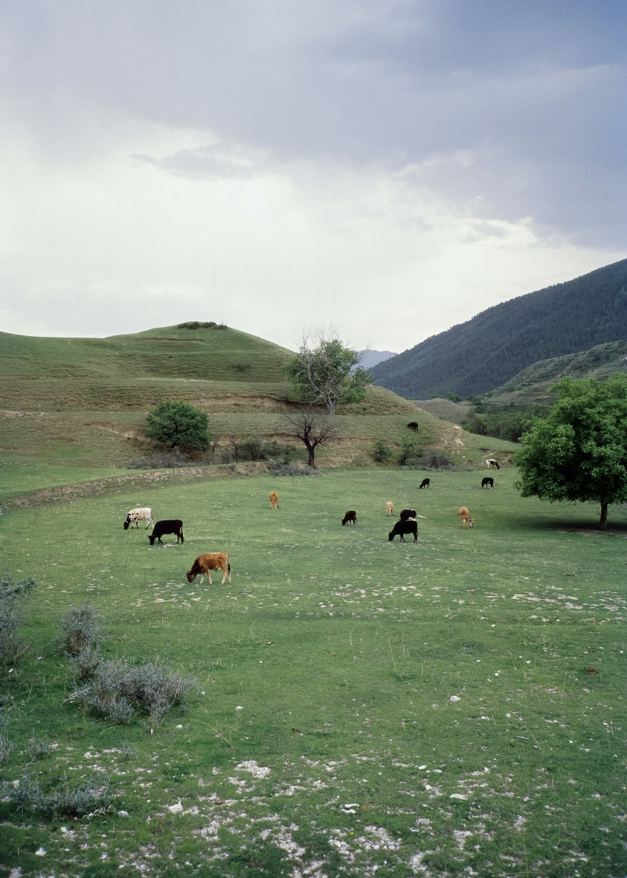 Photo by mogilat