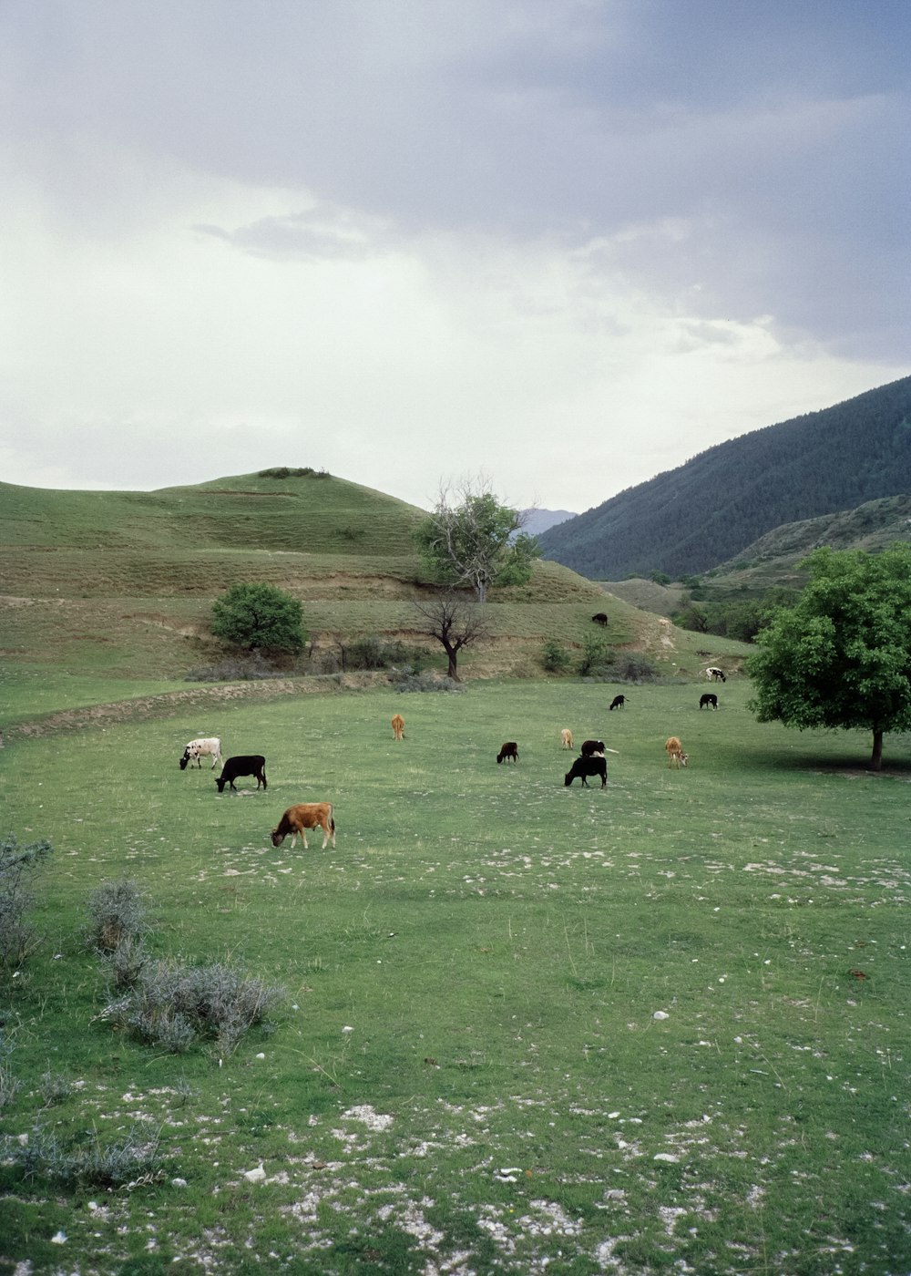 herd of sheep on green grass field near green mountain during daytime