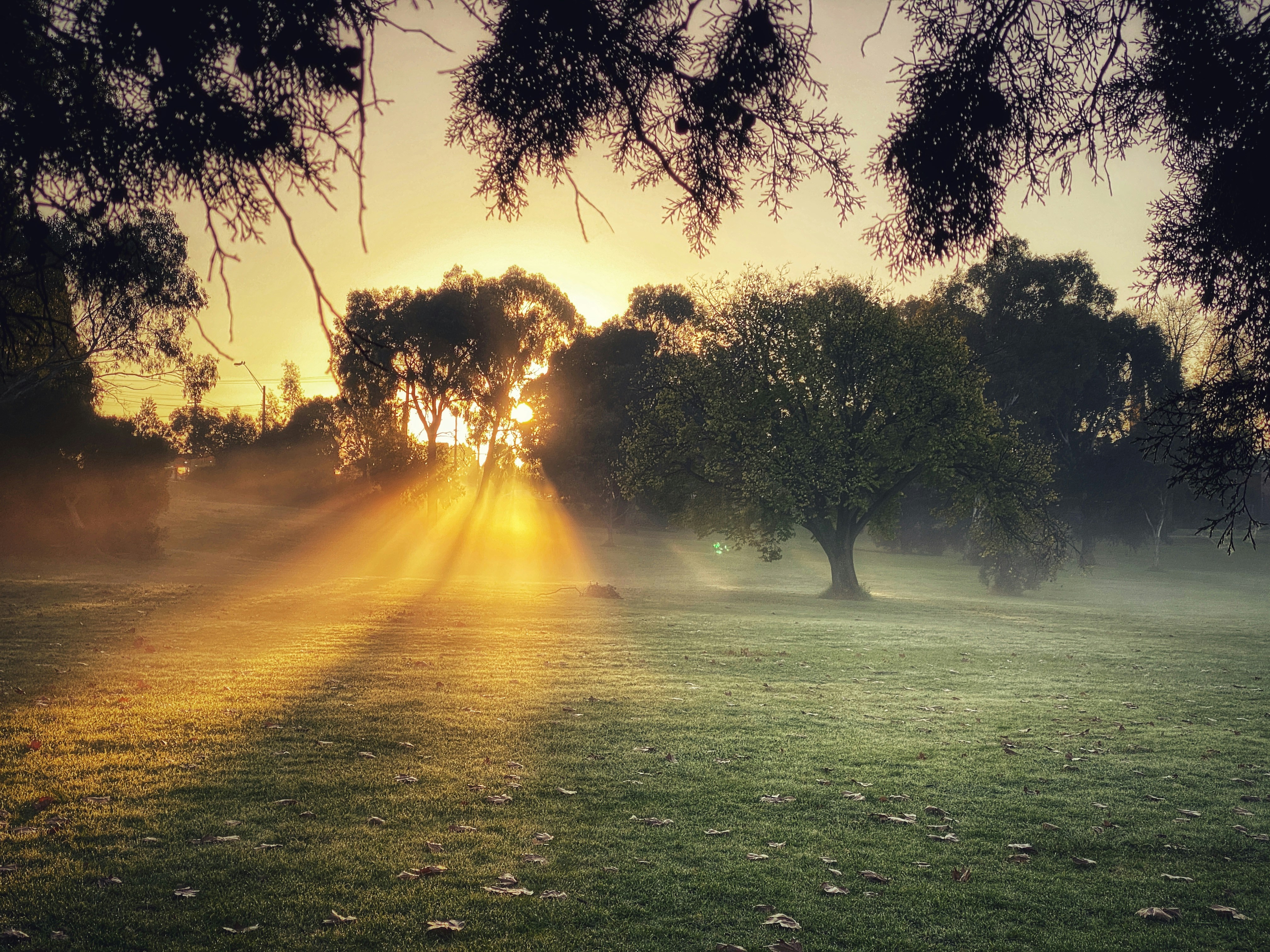 green grass field with trees during sunrise