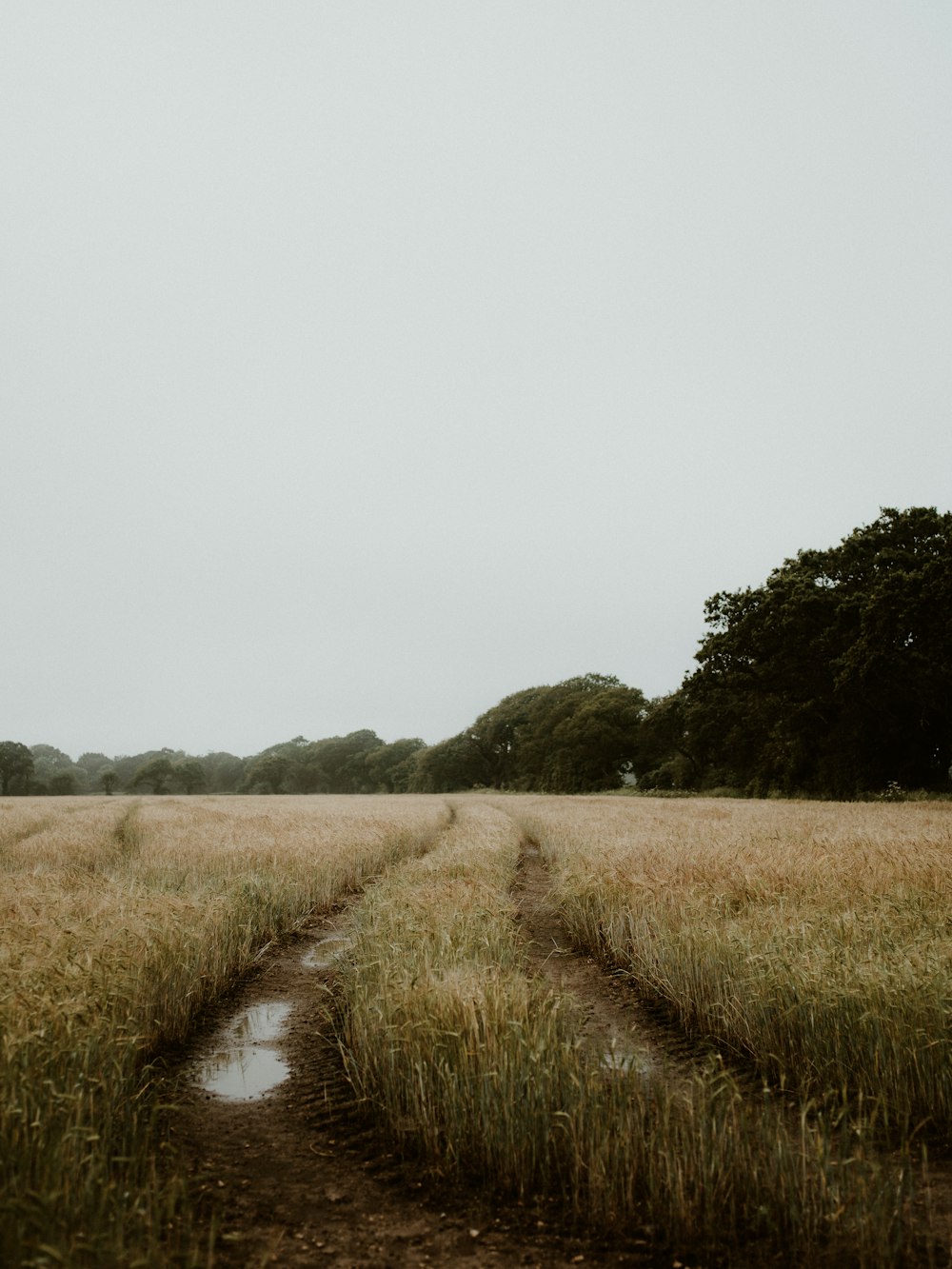 green grass field during daytime