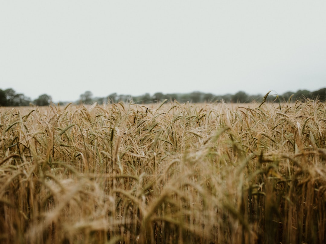 brown grass field during daytime