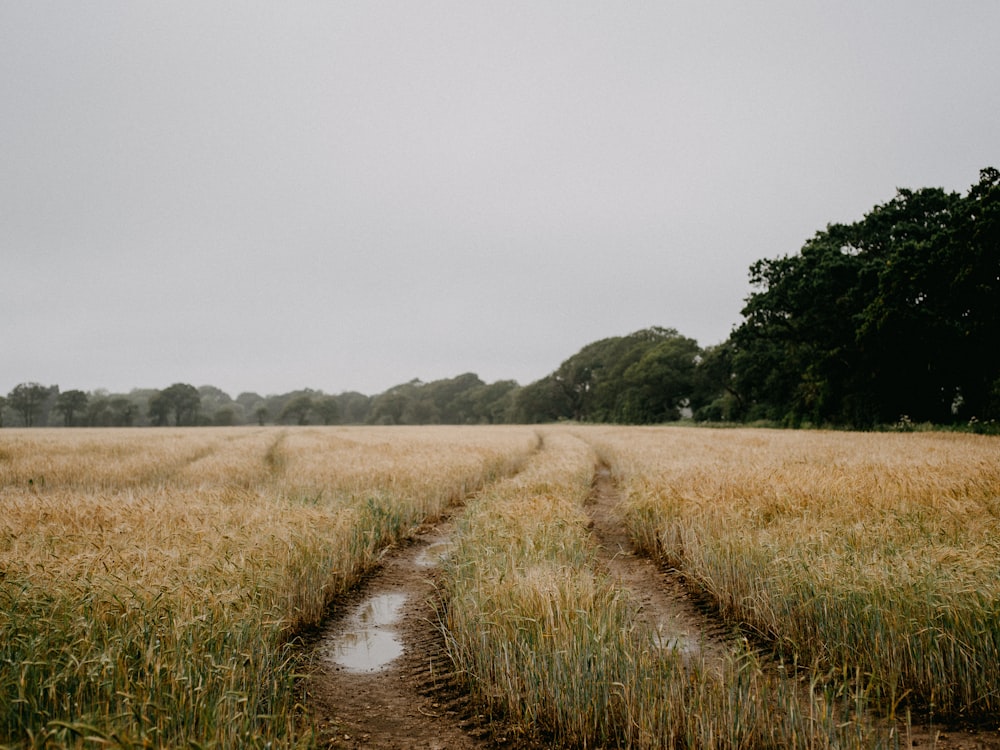 green grass field under white sky during daytime