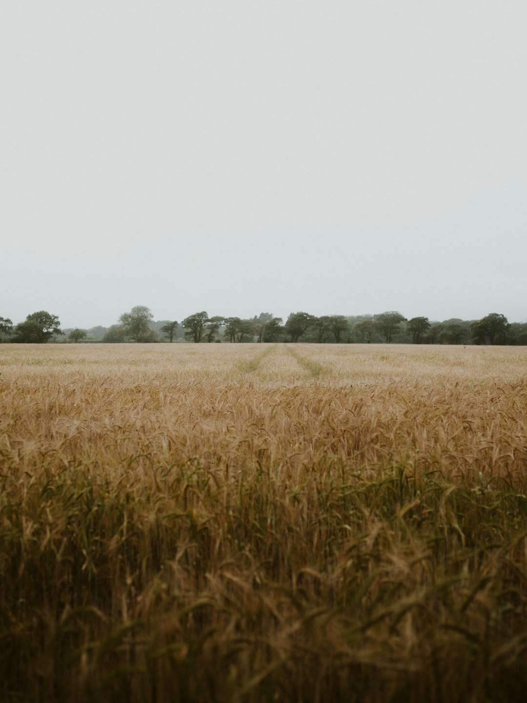 brown grass field during daytime