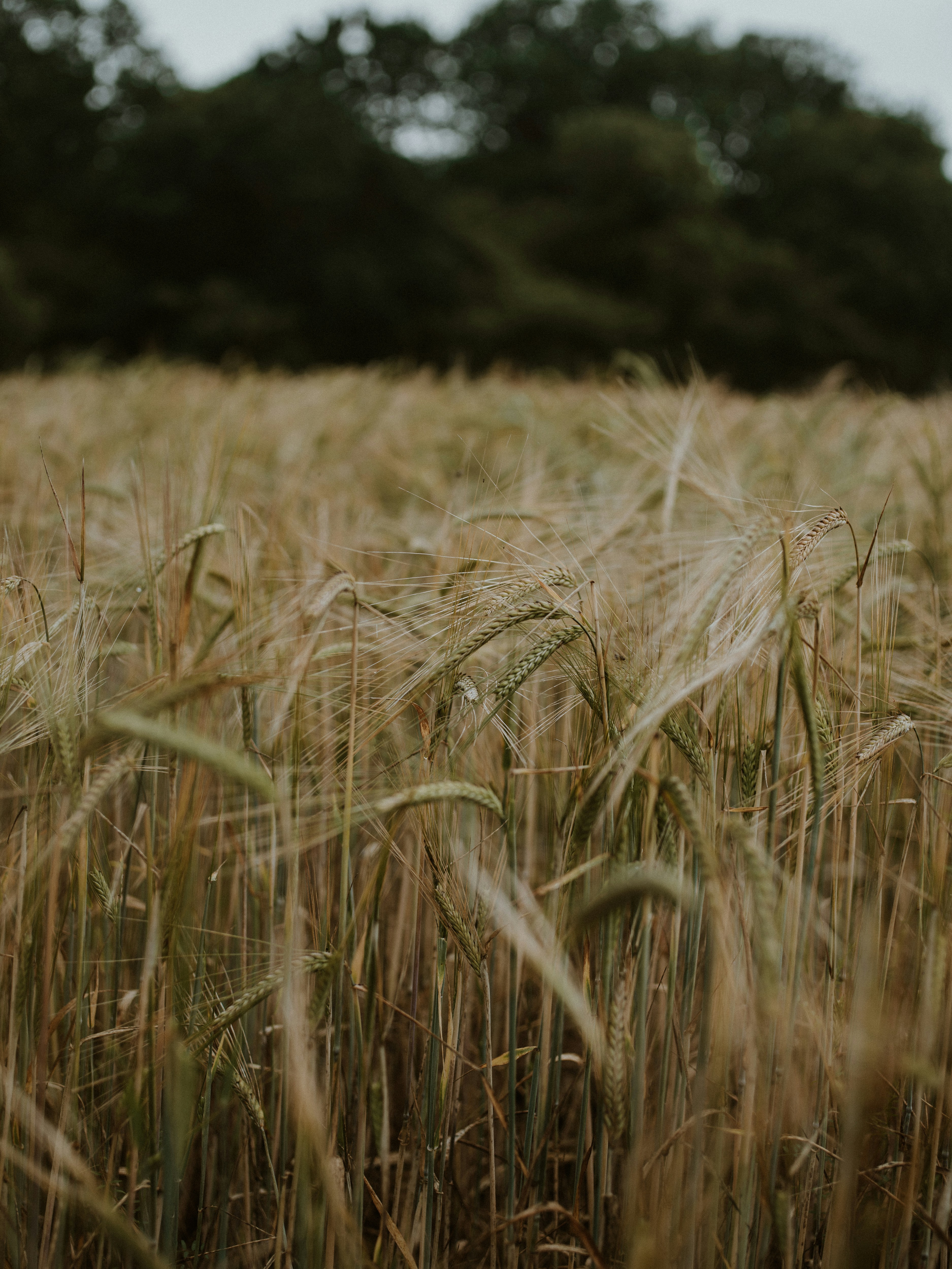 Photo by anniespratt