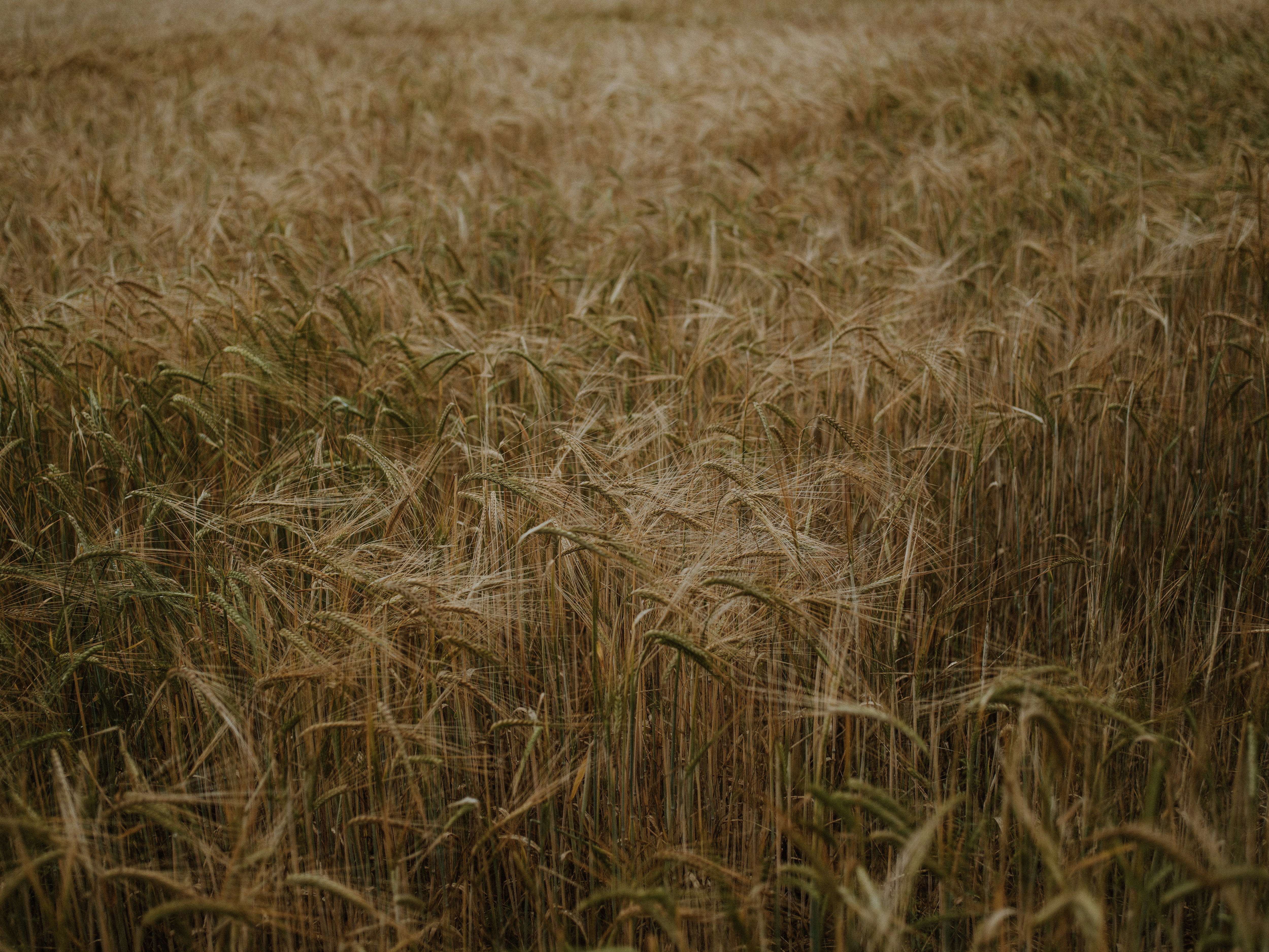 Photo by anniespratt