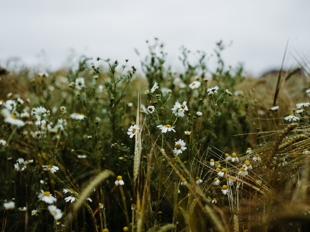 white flower in green grass field during daytime
