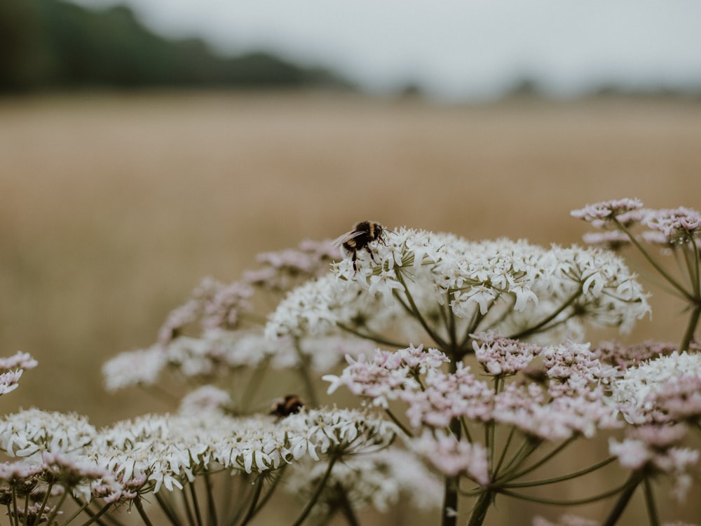 bee on white flower during daytime