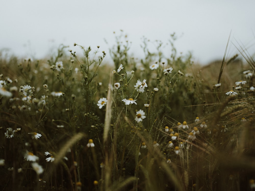 낮 동안 푸른 잔디 밭에 흰 꽃