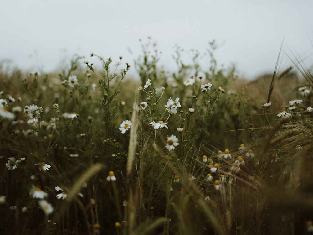 white flower in green grass field during daytime