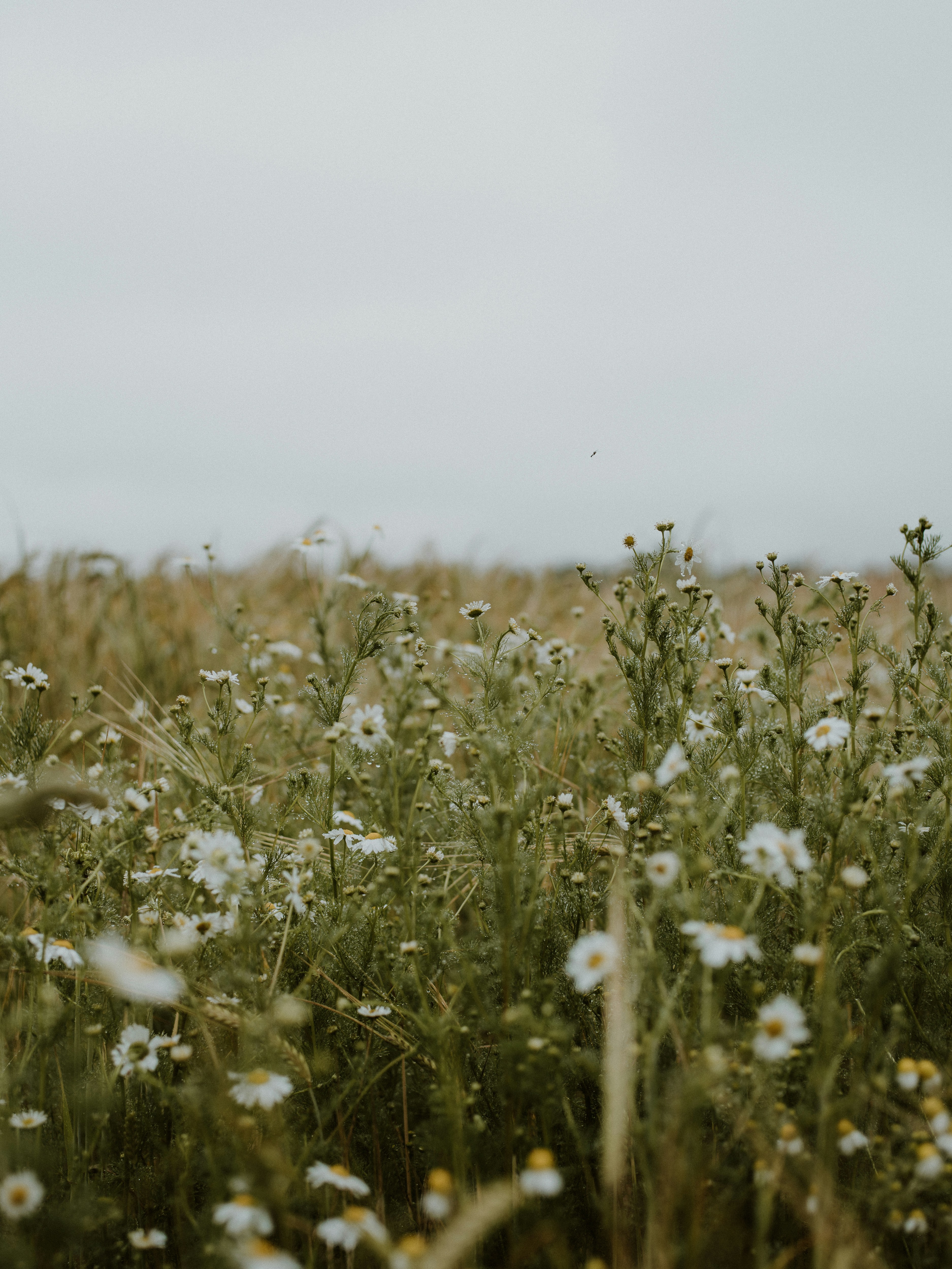 Photo by anniespratt