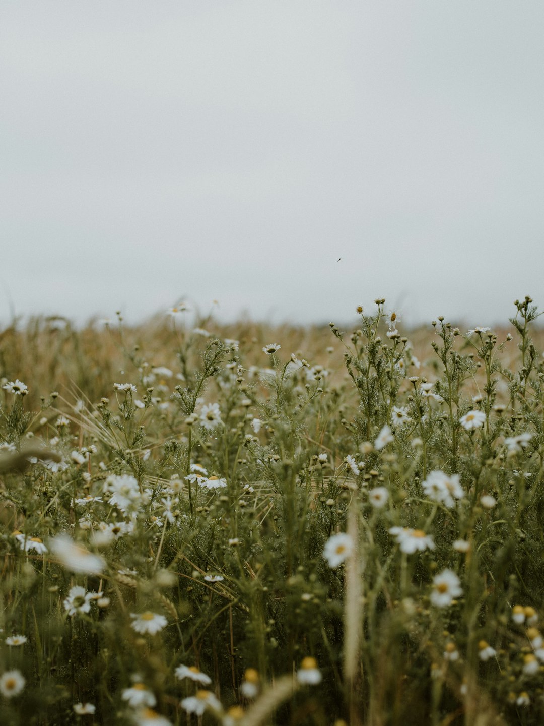 white flowers on green grass field during daytime