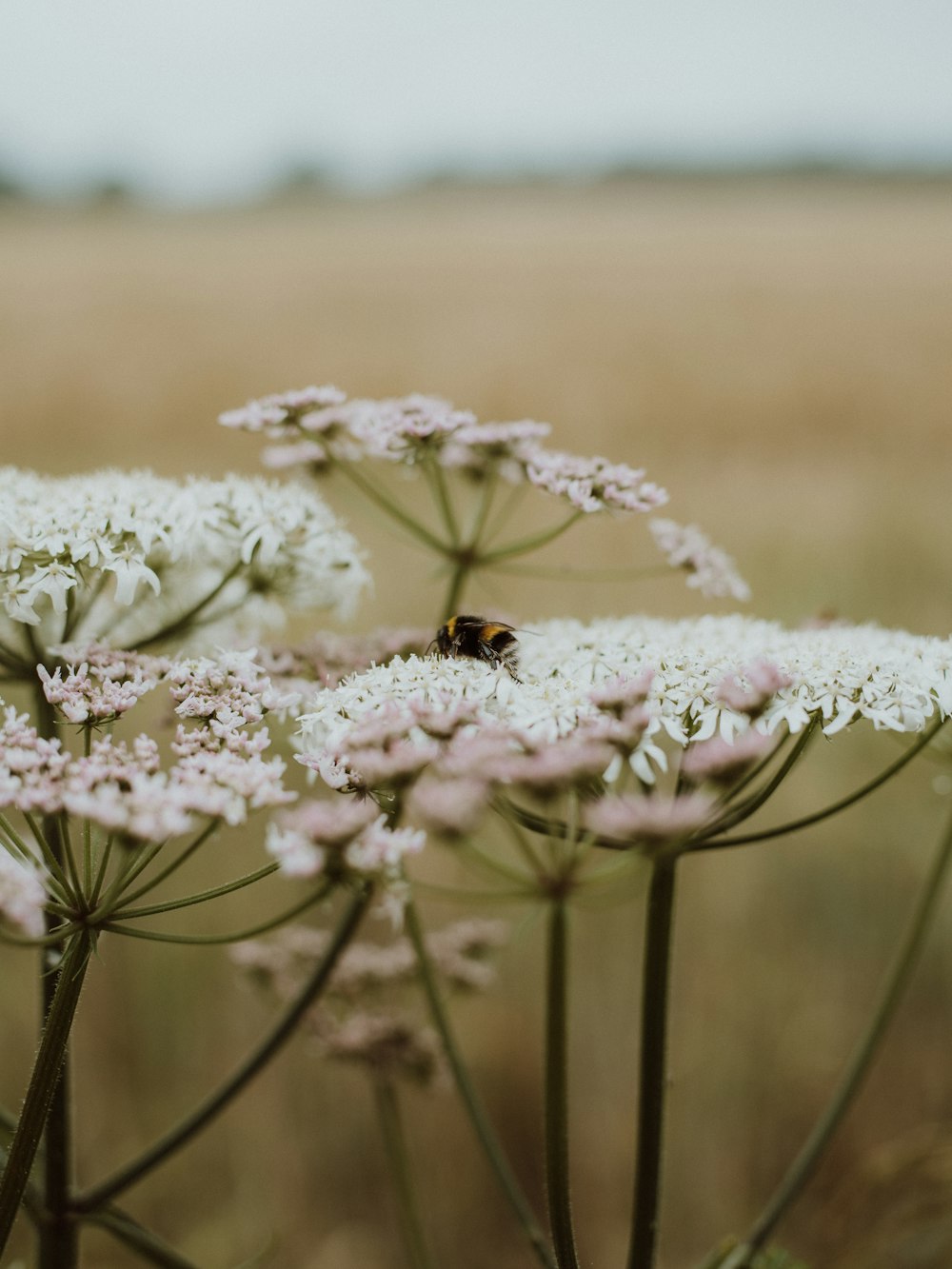 orange and black butterfly perched on white flower in close up photography during daytime