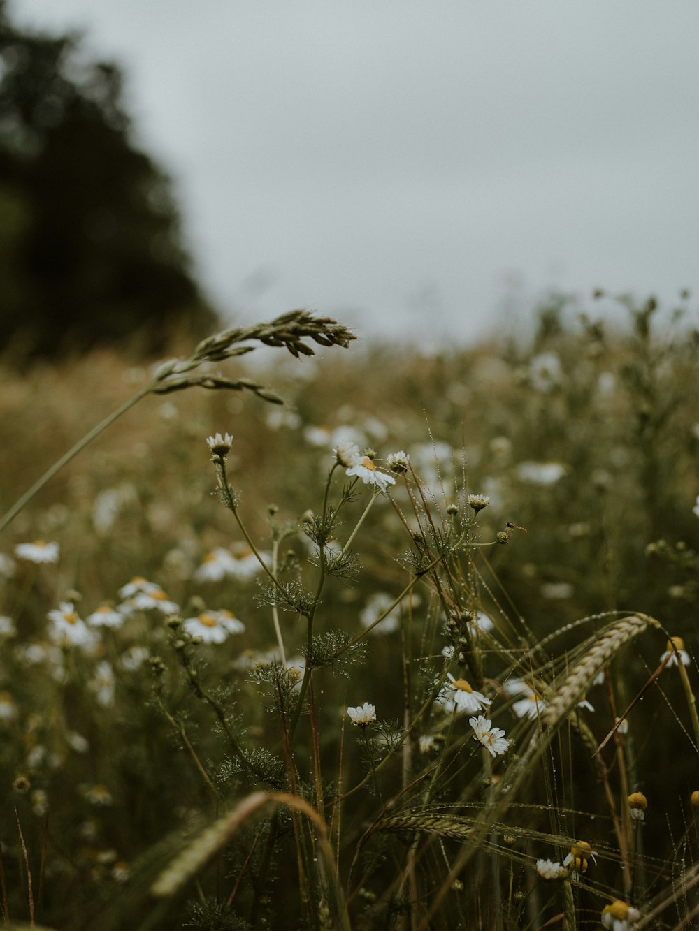 white flower field during daytime