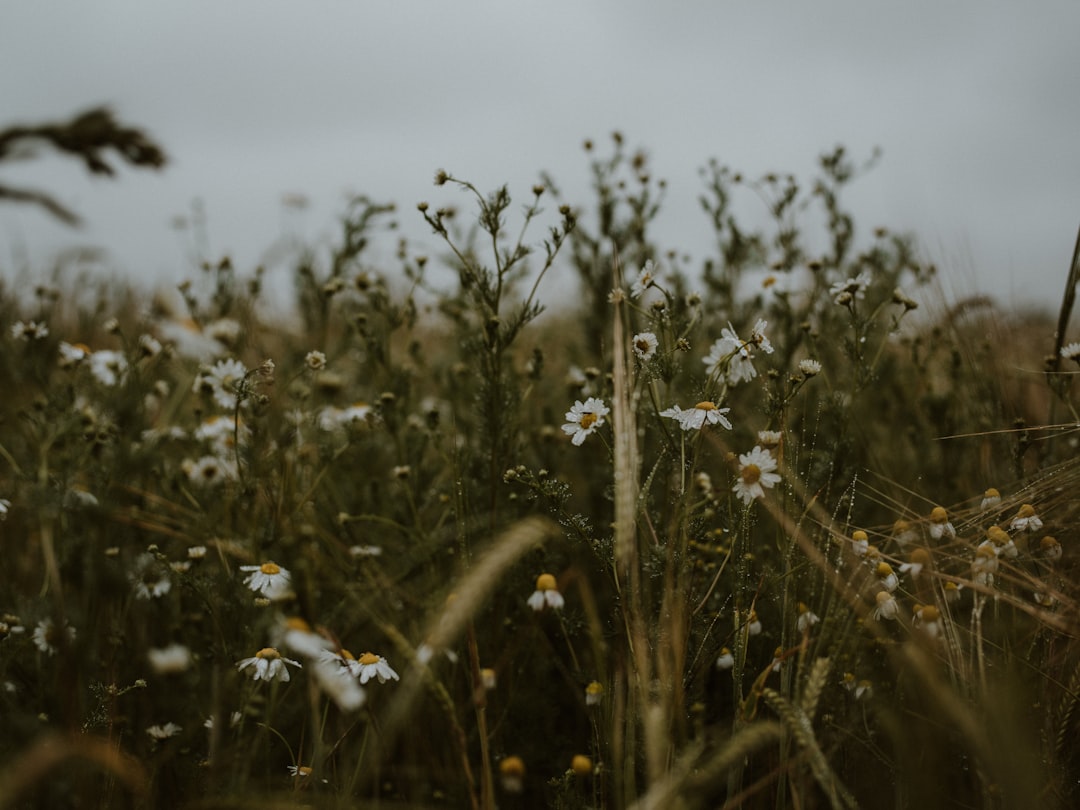 white flowers with green grass during daytime