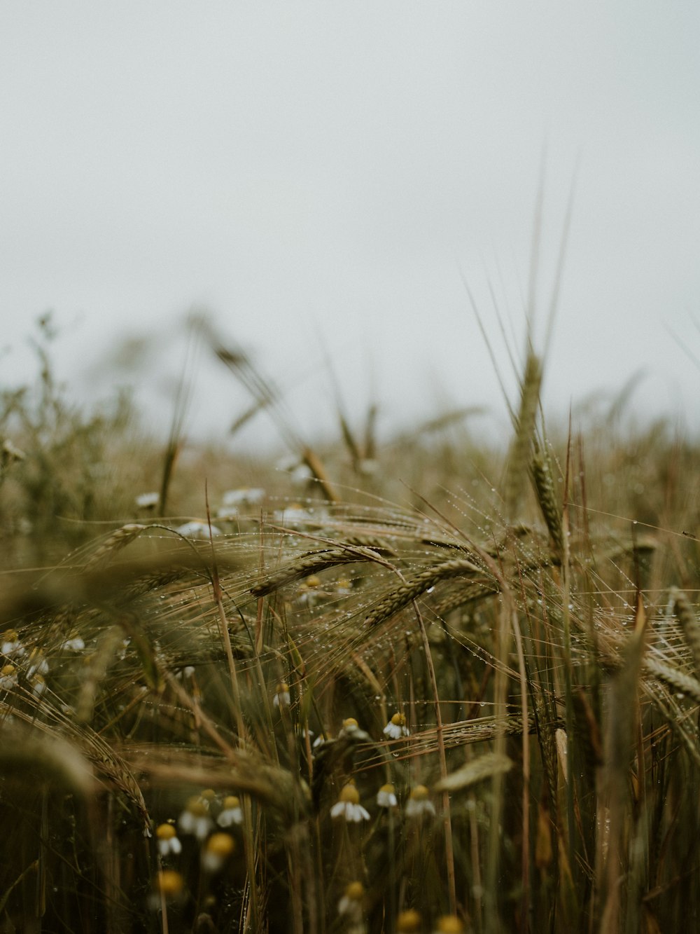 brown wheat field during daytime