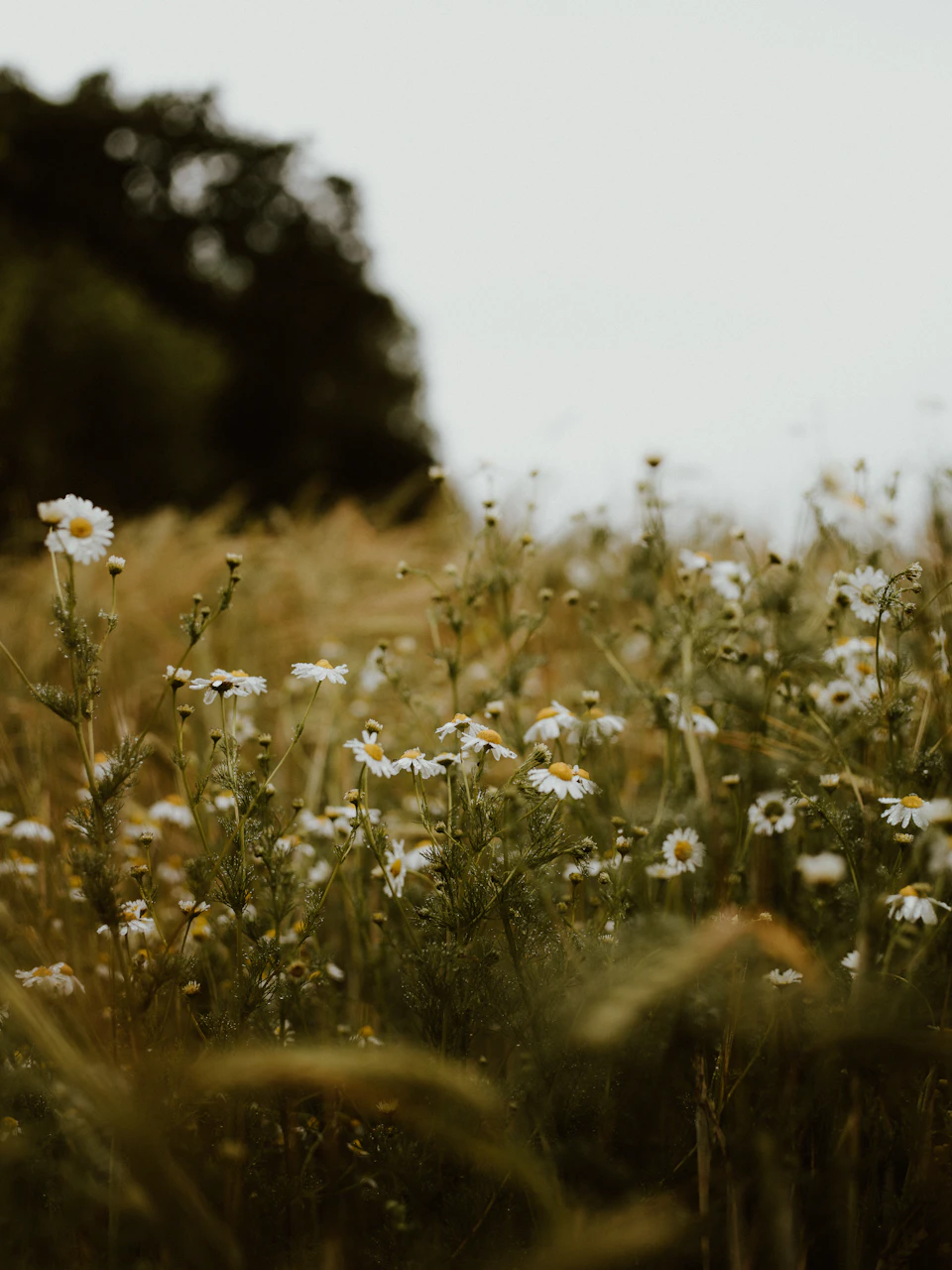Field filled with white flowers sways in gentle breeze under overcast sky backdrop