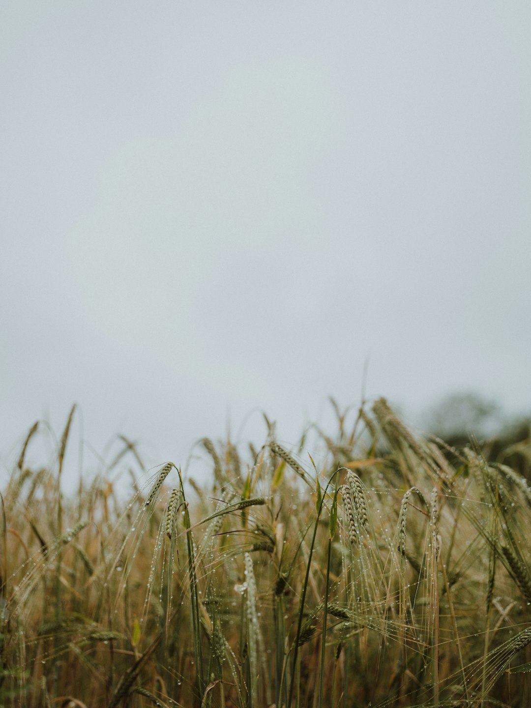 brown wheat field during daytime