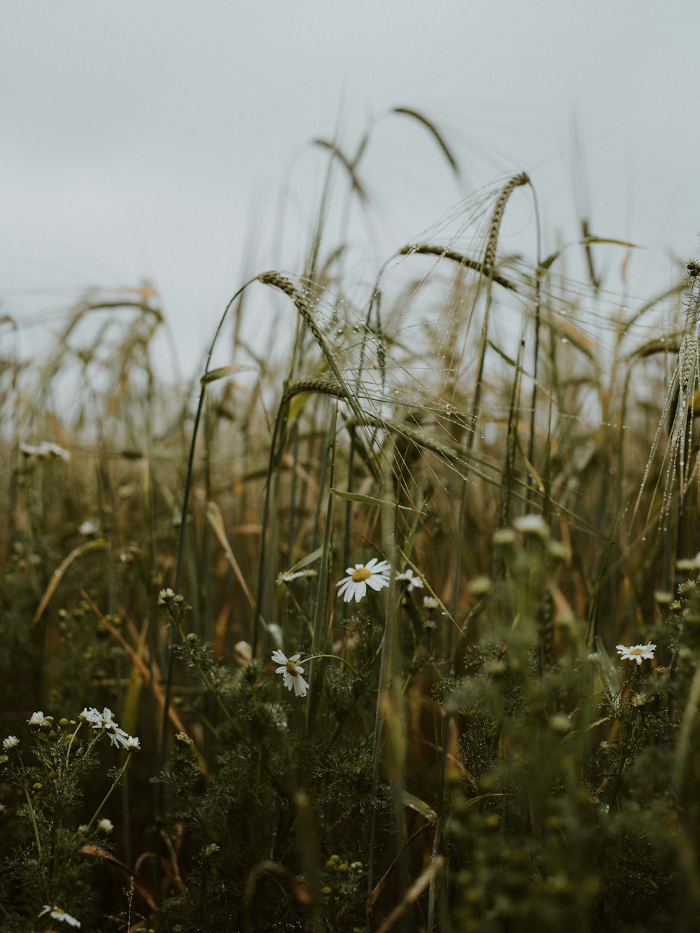 white flower in the middle of brown grass field