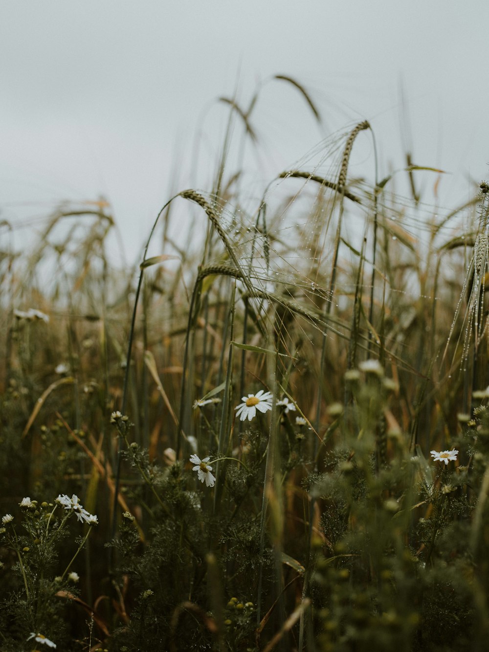 Weiße Blume inmitten eines braunen Grasfeldes