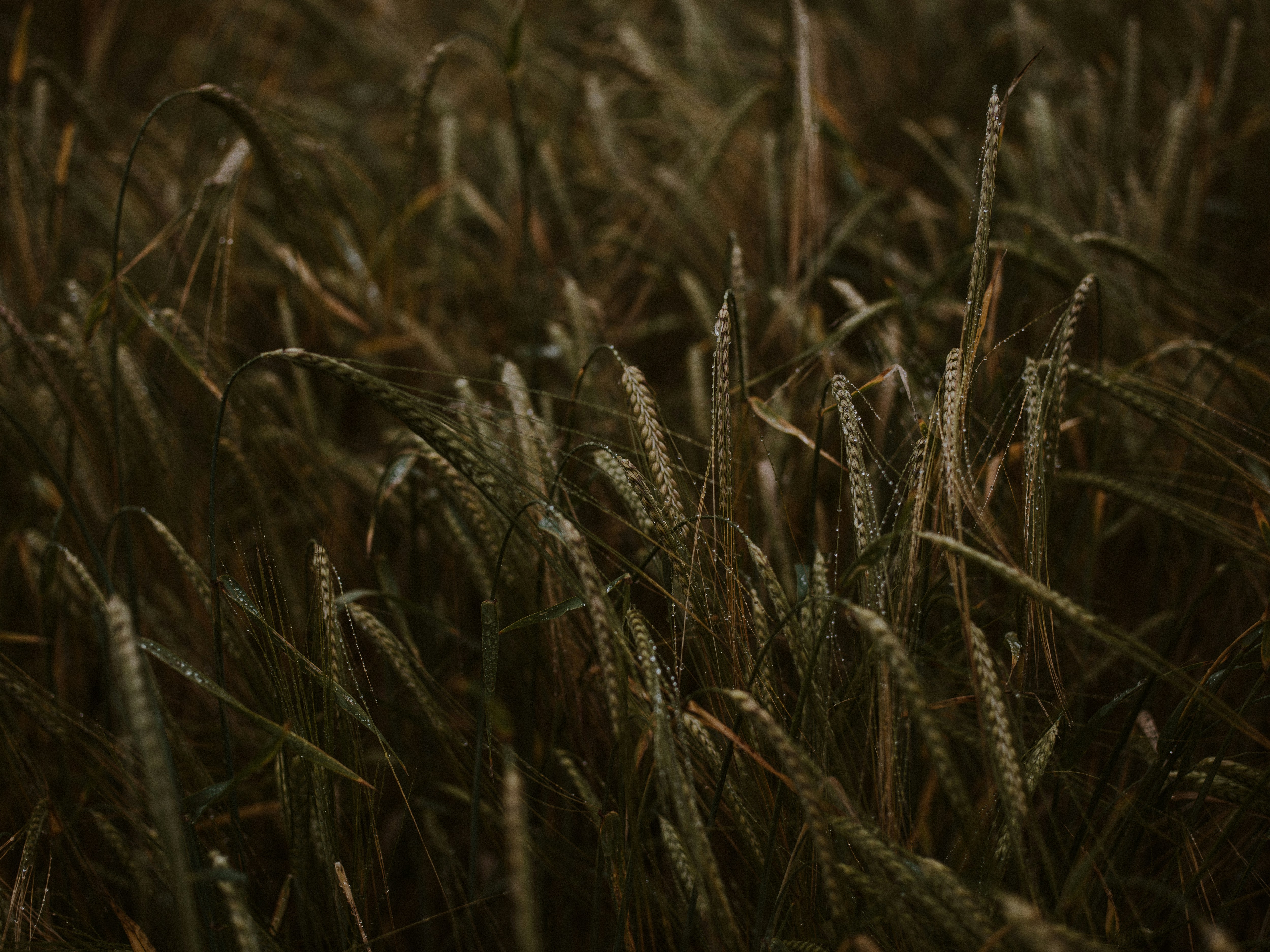 Photo by anniespratt