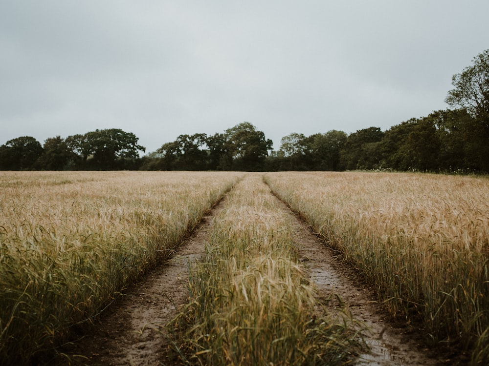 brown grass field under white sky during daytime