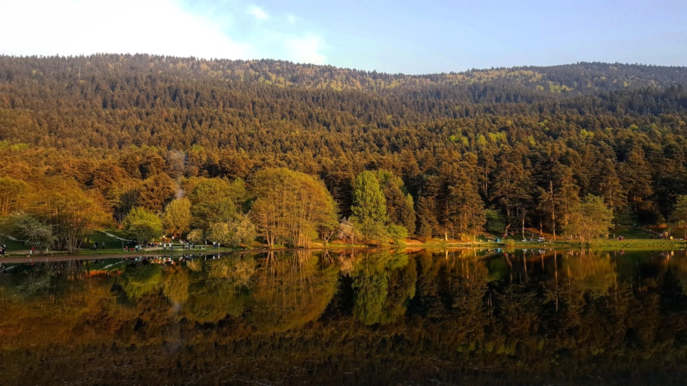 green trees beside lake under white sky during daytime