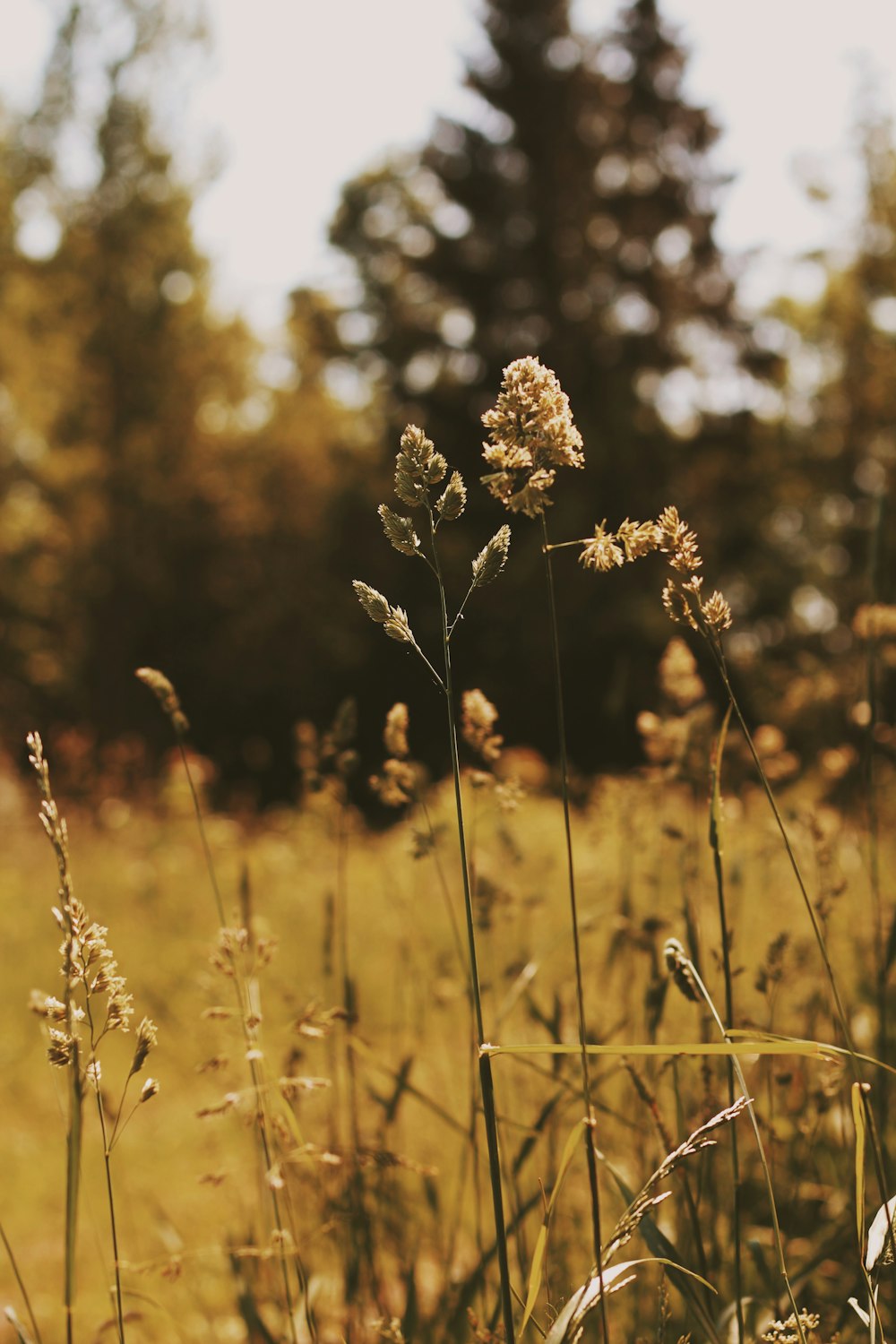 brown flower in tilt shift lens