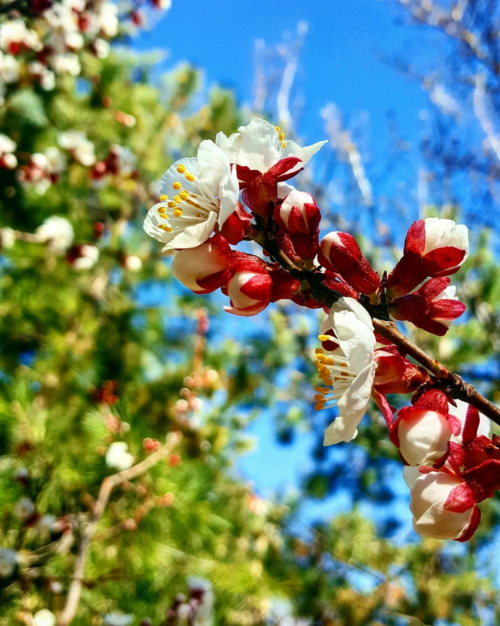 white and red flower in tilt shift lens