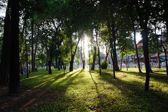 Sunlight filtering through the trees lining Victoria Park as racers speed past during race weekend.