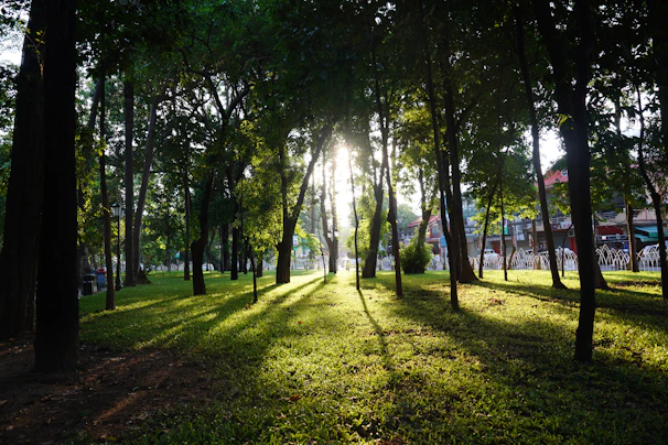Sunlight filtering through the trees lining Victoria Park as racers speed past during race weekend.